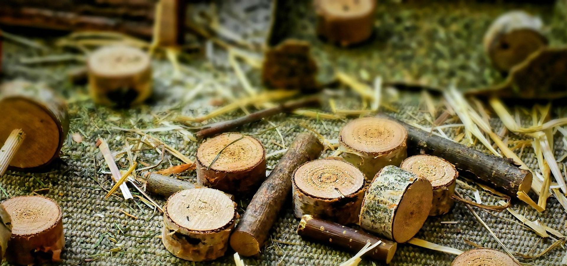 Chopped slices of wood on the floor