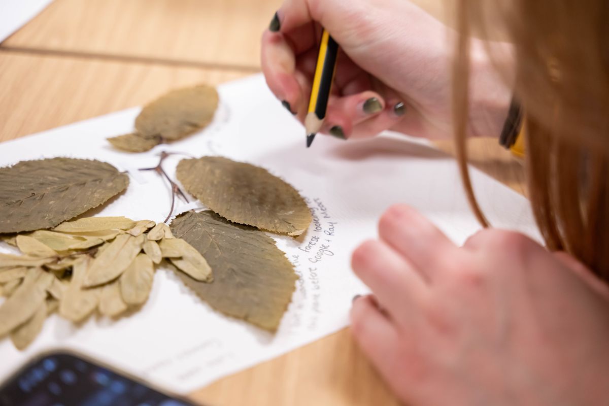 A hand writing in pencil around plants on a herbarium sheet