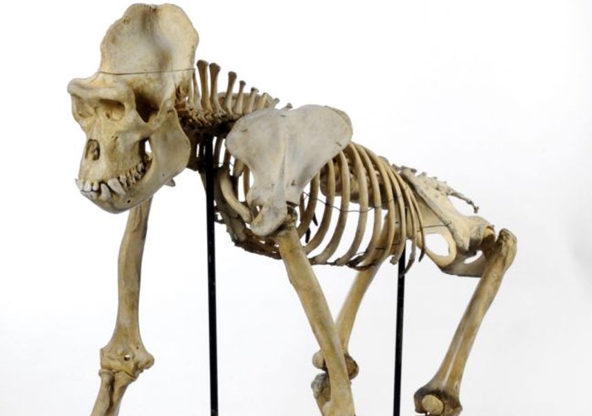 A skeleton of Mok the Western Lowland Gorilla.