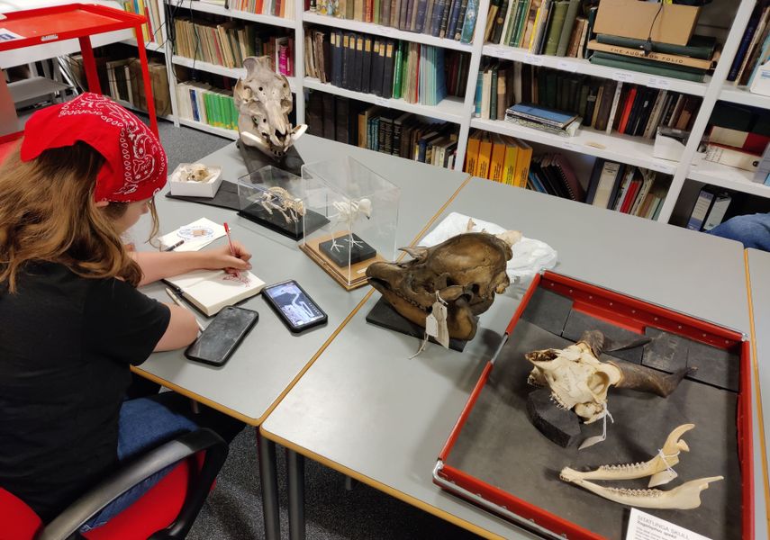 An artist sits in front of a collection of animal skeletons and draws in a sketchbook.