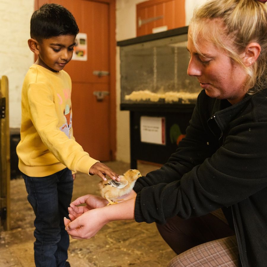 Child stroking a chick