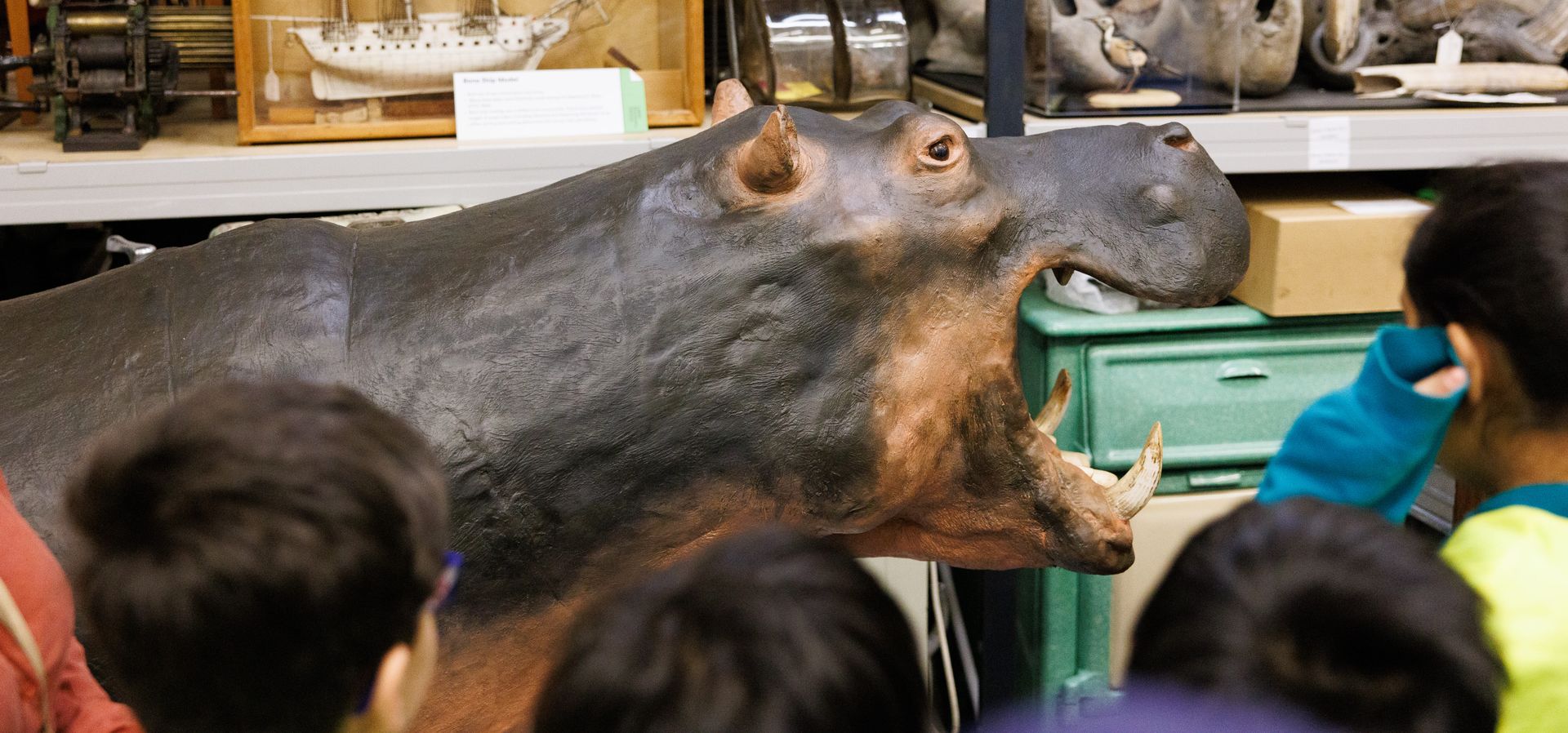 A group of people looking at a taxidermy hippopotamus in Leeds Discovery Centre