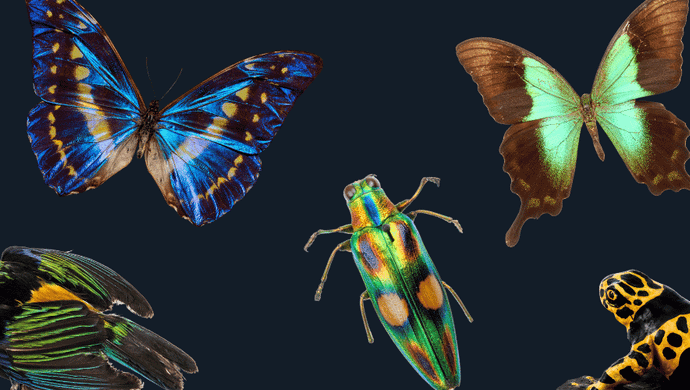 A collection of glowing, vibrant butterflies, birds and bugs on a black background