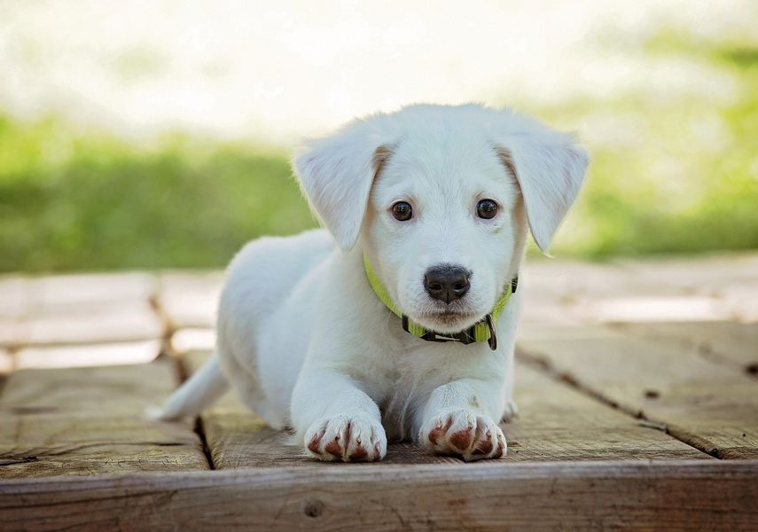Small white dog