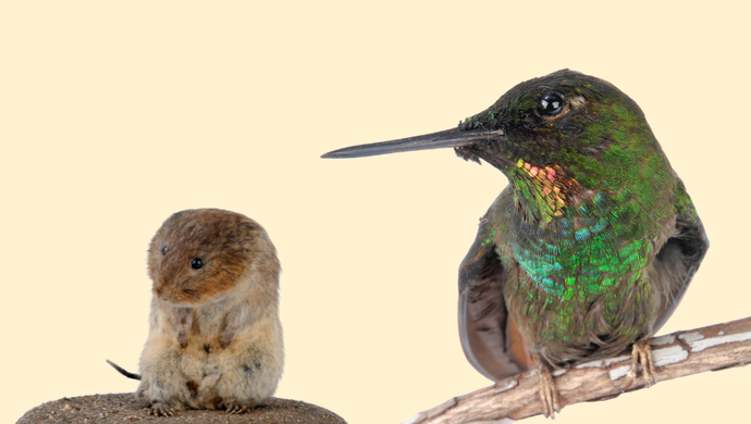 A Brazilian Ruby Hummingbird and Water Vole on a cream background