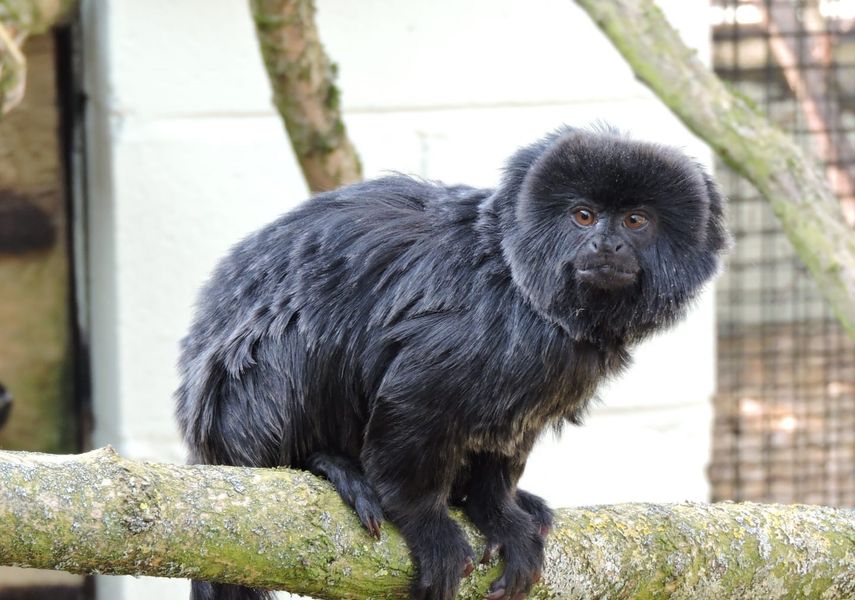 A black monkey 