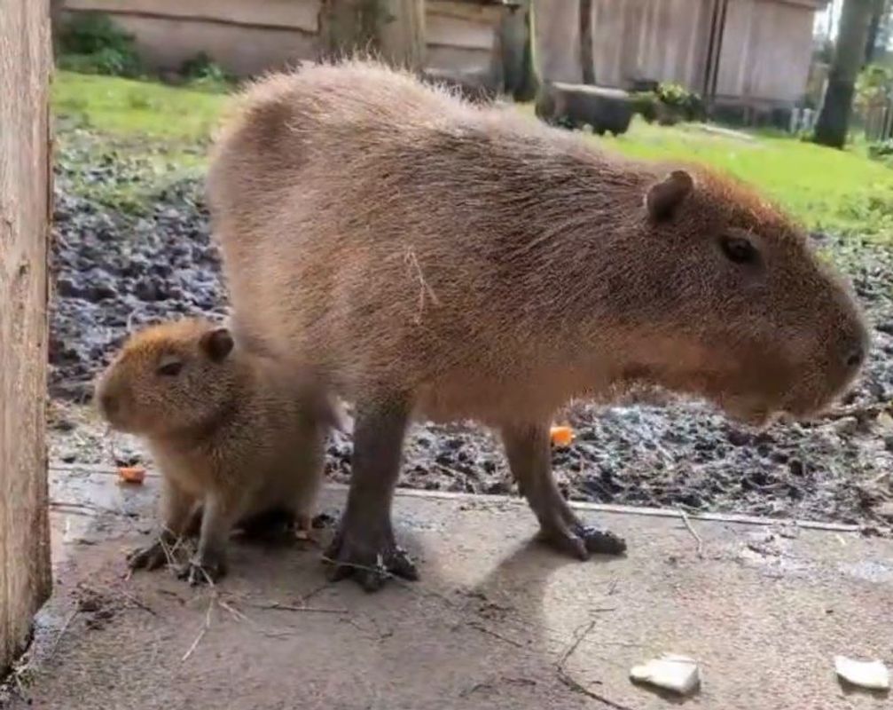 Carly the Capybara and her baby