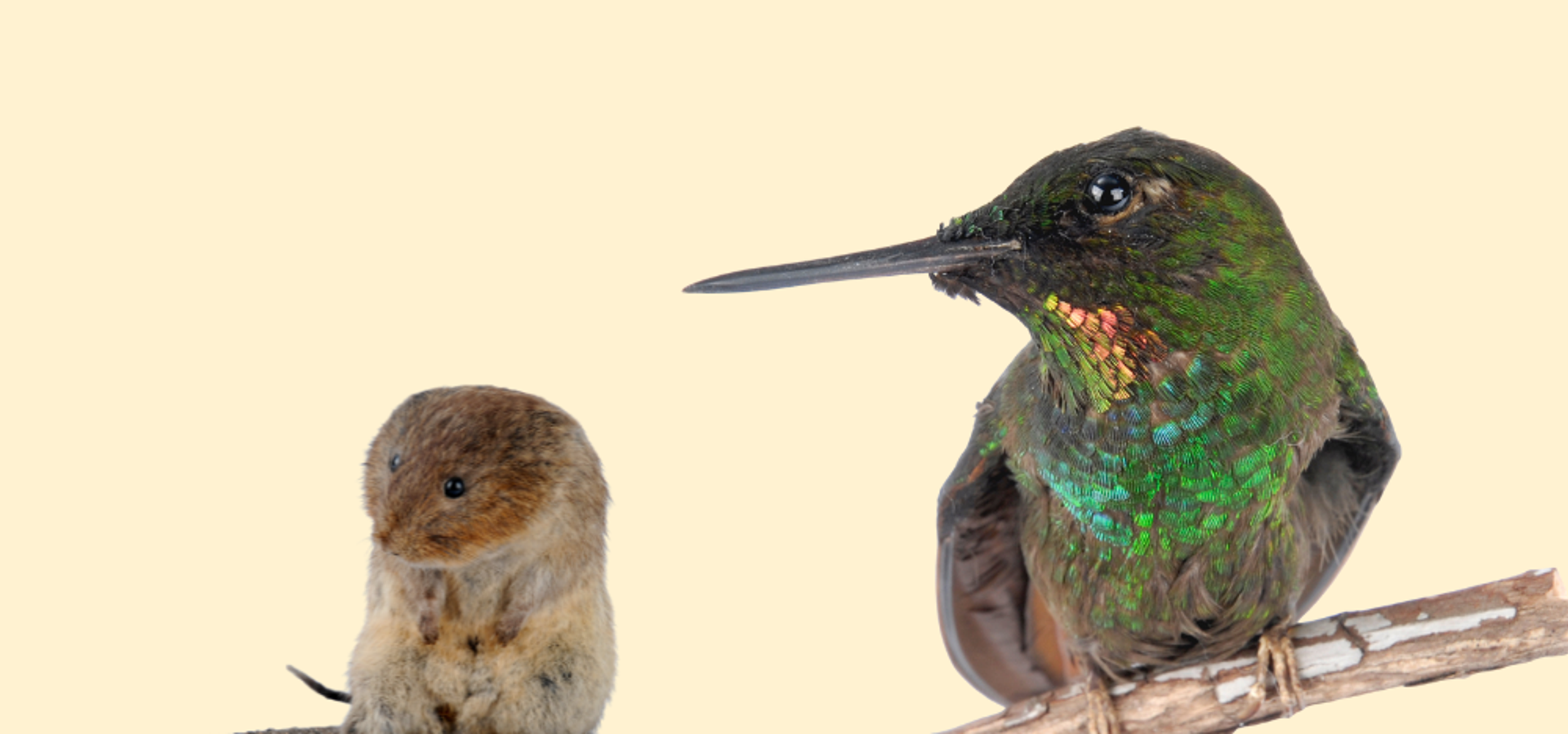 A Brazilian Ruby Hummingbird and Water Vole on a cream background