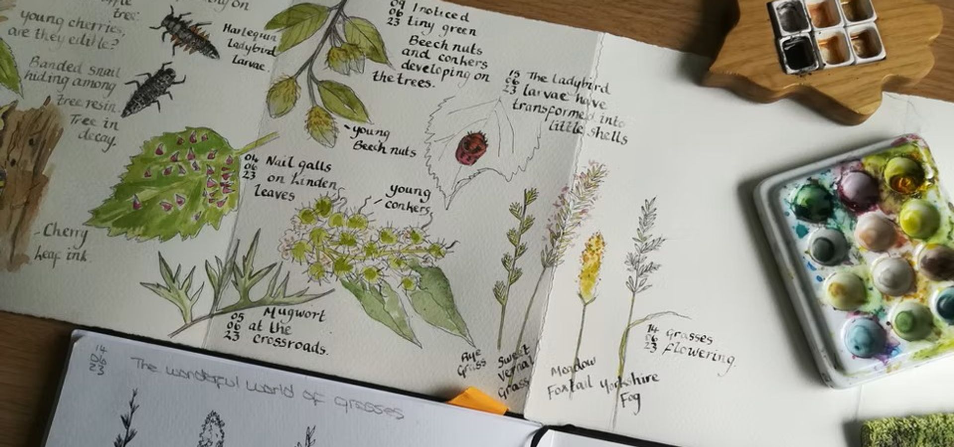 Booklets with plants and flora drawings