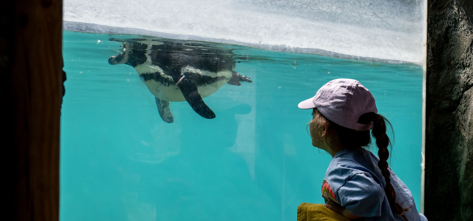A child looking through glass at a penguin swimming