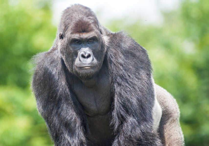 A gorilla.