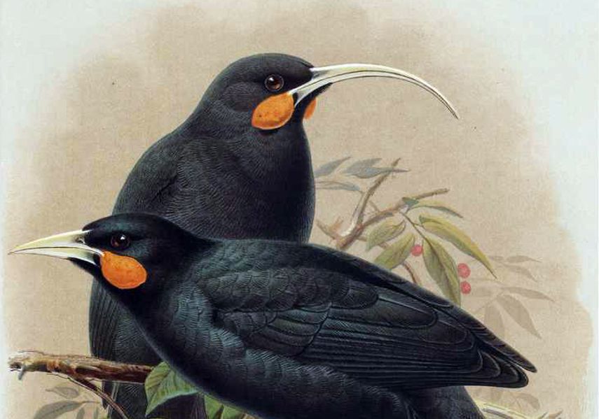 This painting of two Huias is from 'A History of Birds in New Zealand' published by Walter Lawry. Image: Wikimedia | Public Domain