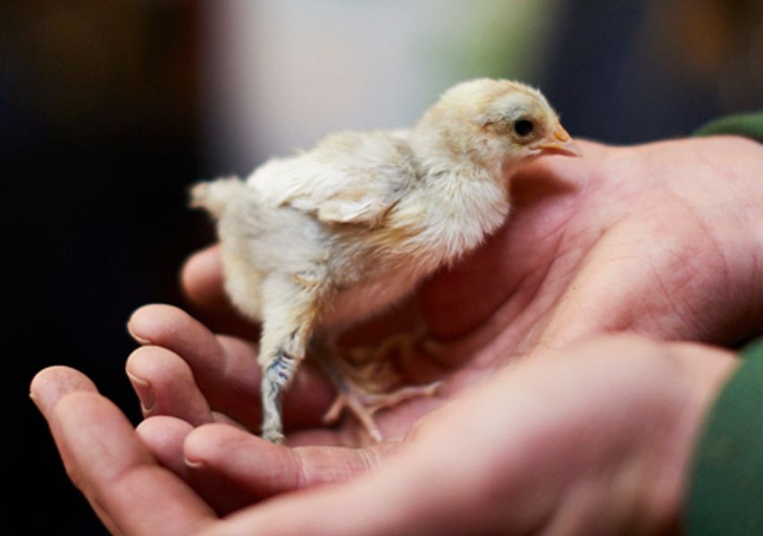 Two hands together holding a baby chick