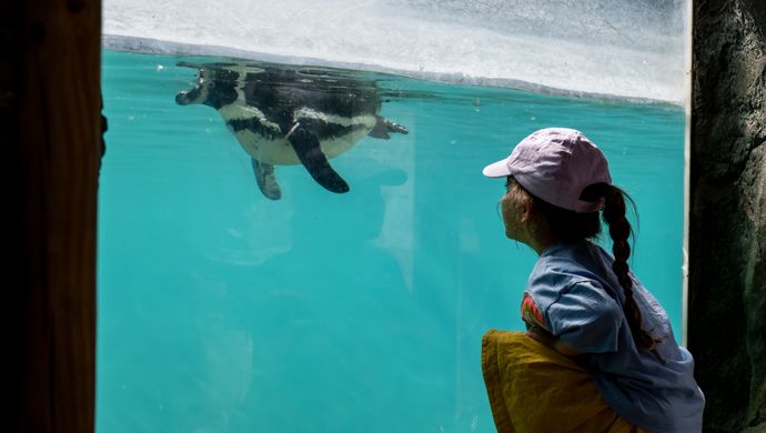 A child looking through glass at a penguin swimming