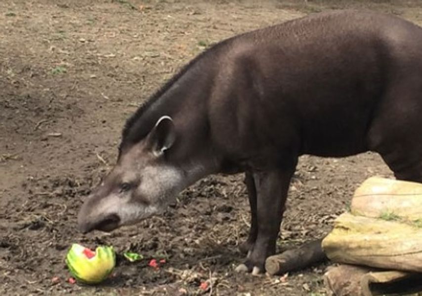 A tapier eating a piece of fruit 