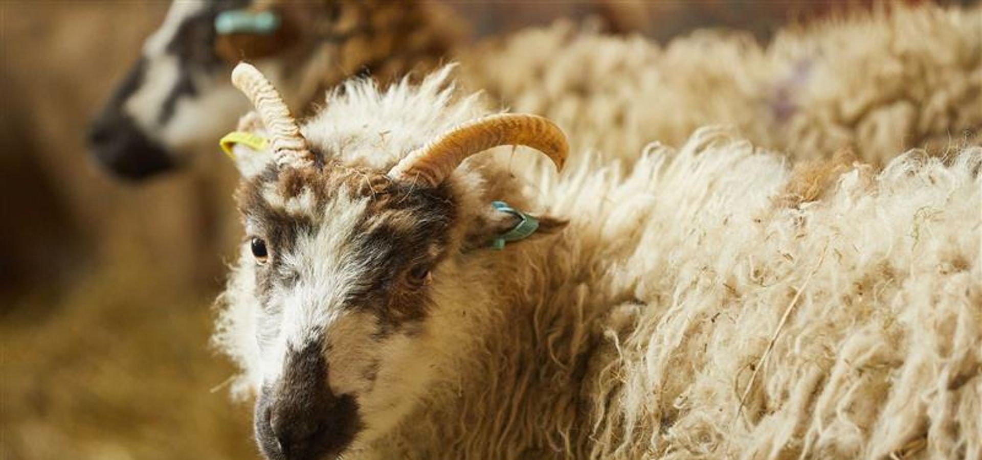 Sheep at Temple Newsam Farm