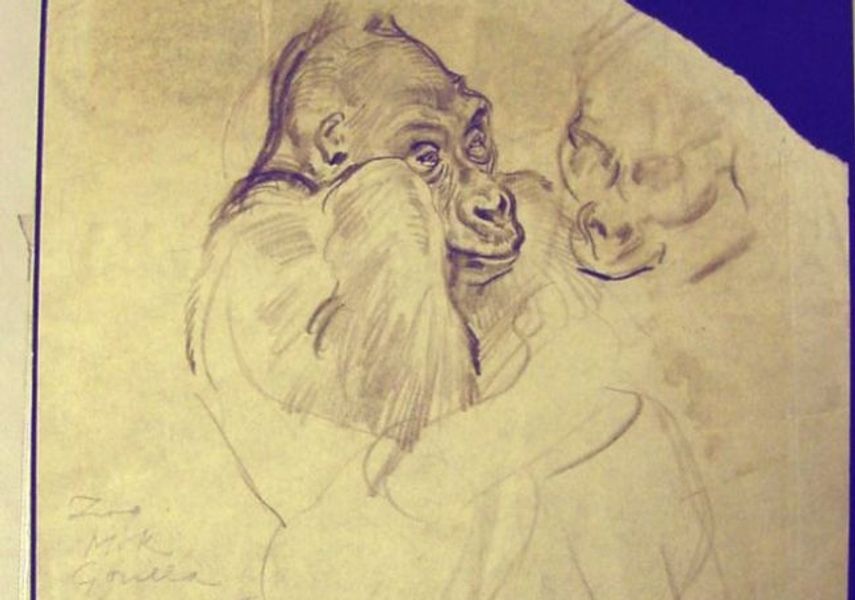 Mok the Gorilla, a sketch by Cecil Stuart Tresilian Image: Leeds Museums and Galleries