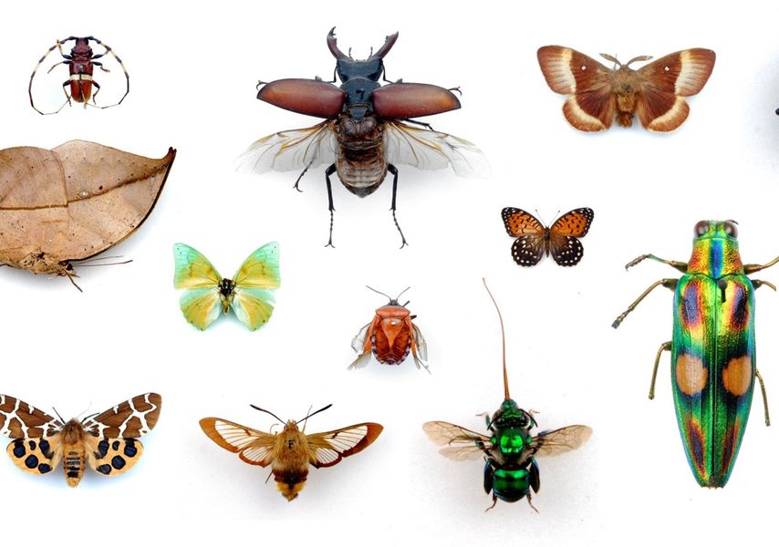 A collection of insects 