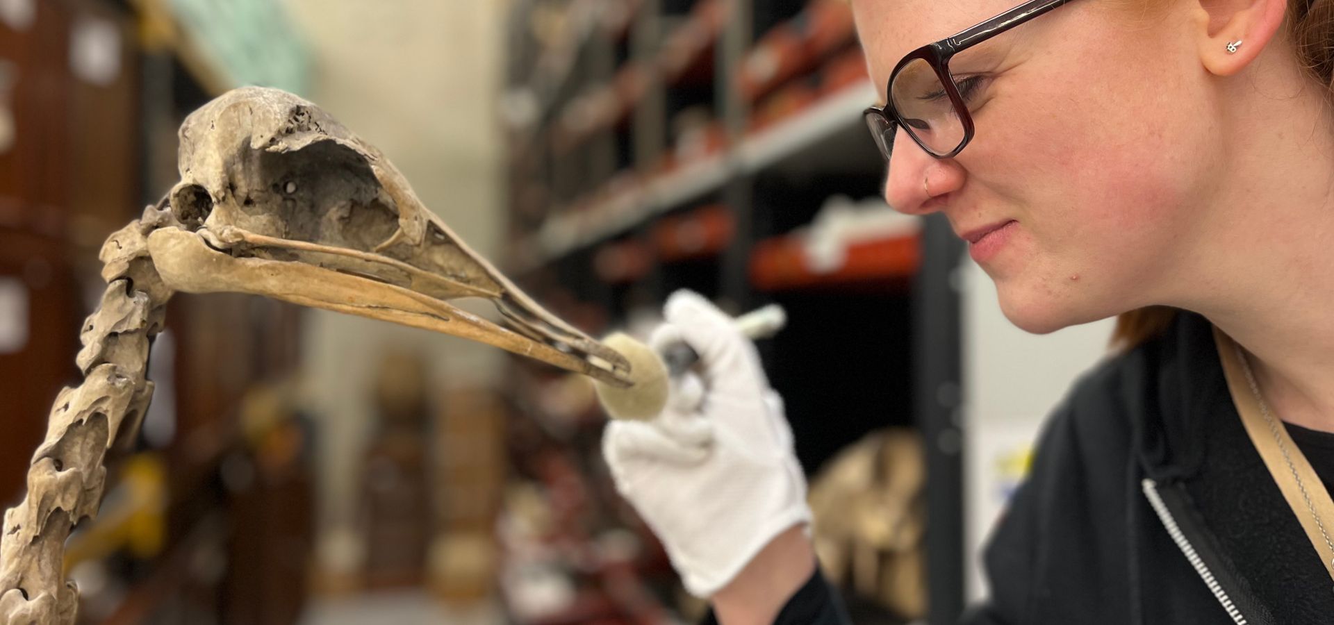 Natural science curator cleaning a bird beak
