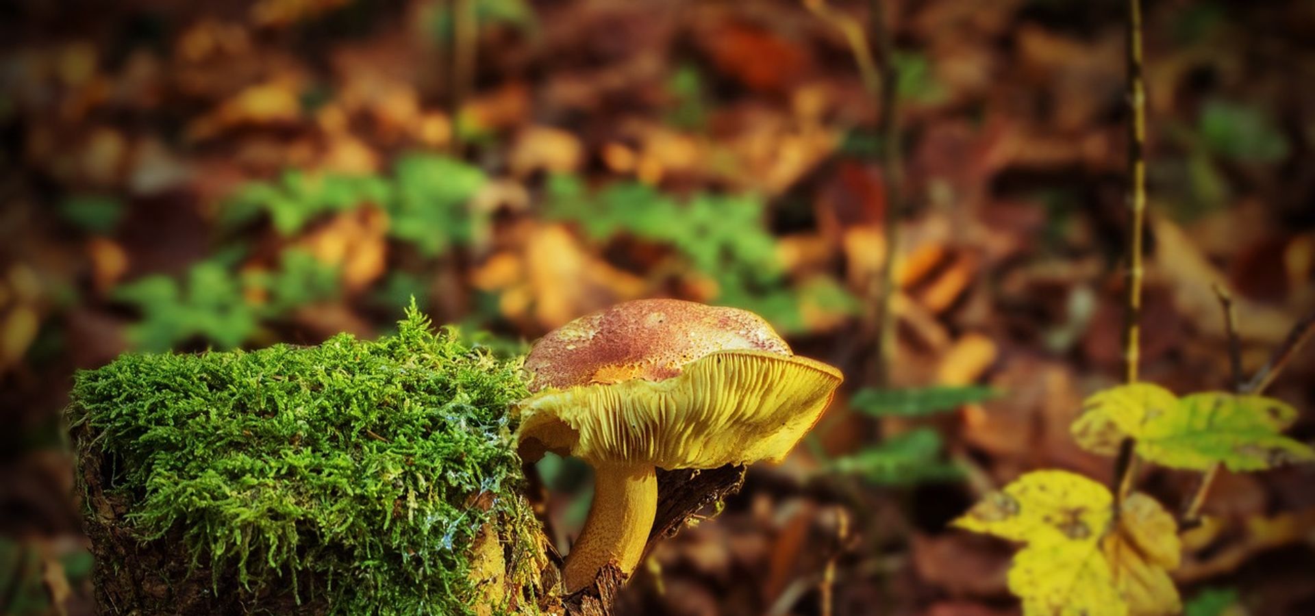 Mushrooms on a forest floor