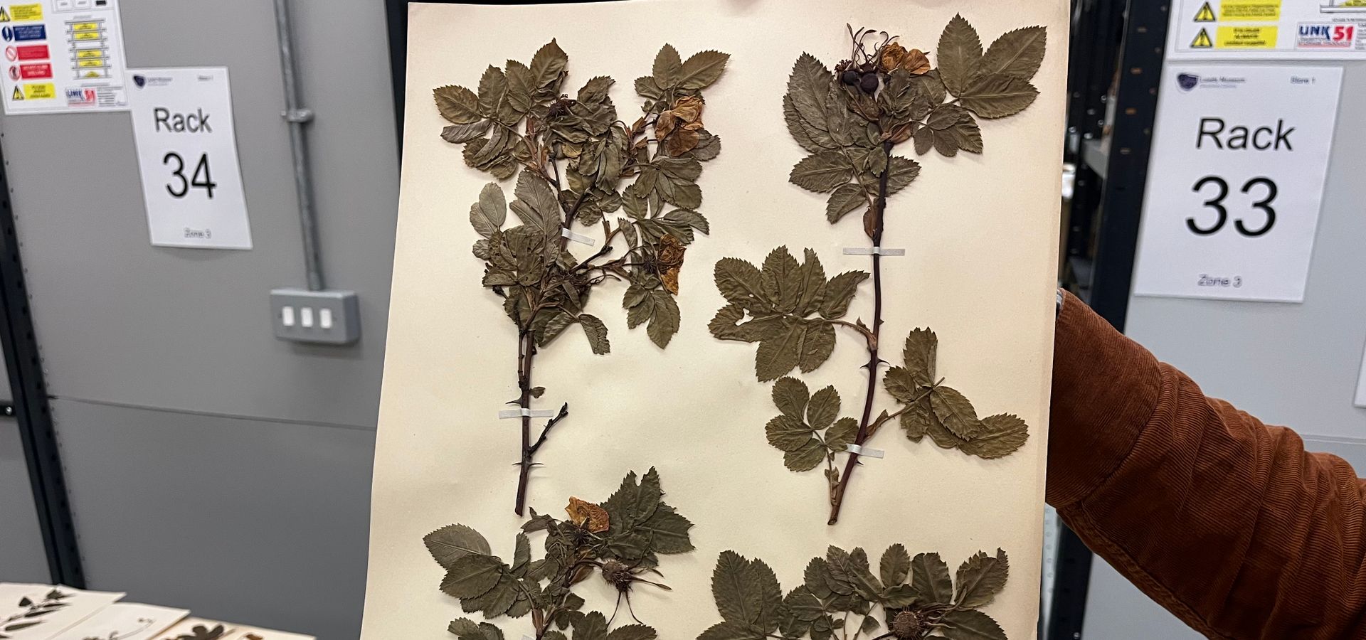 herbarium sheet example