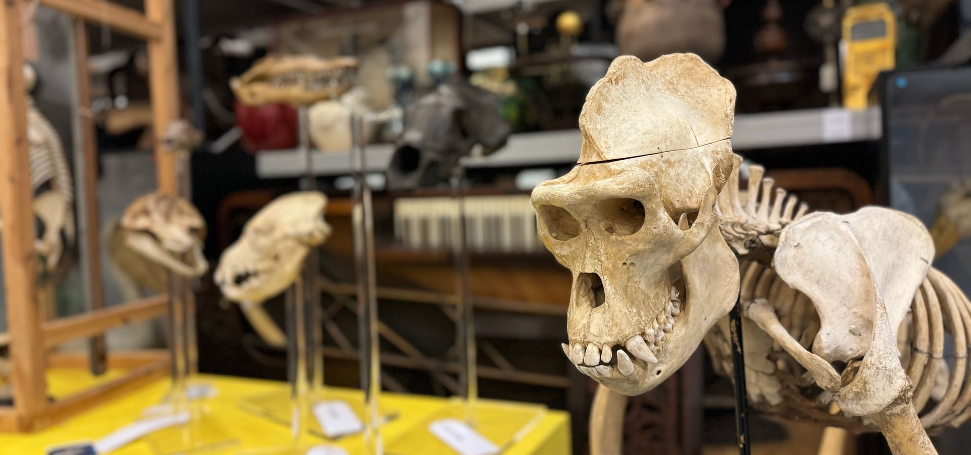 A monkey skeleton with smaller skeletons behind, in the Leeds Discovery Centre collection store.