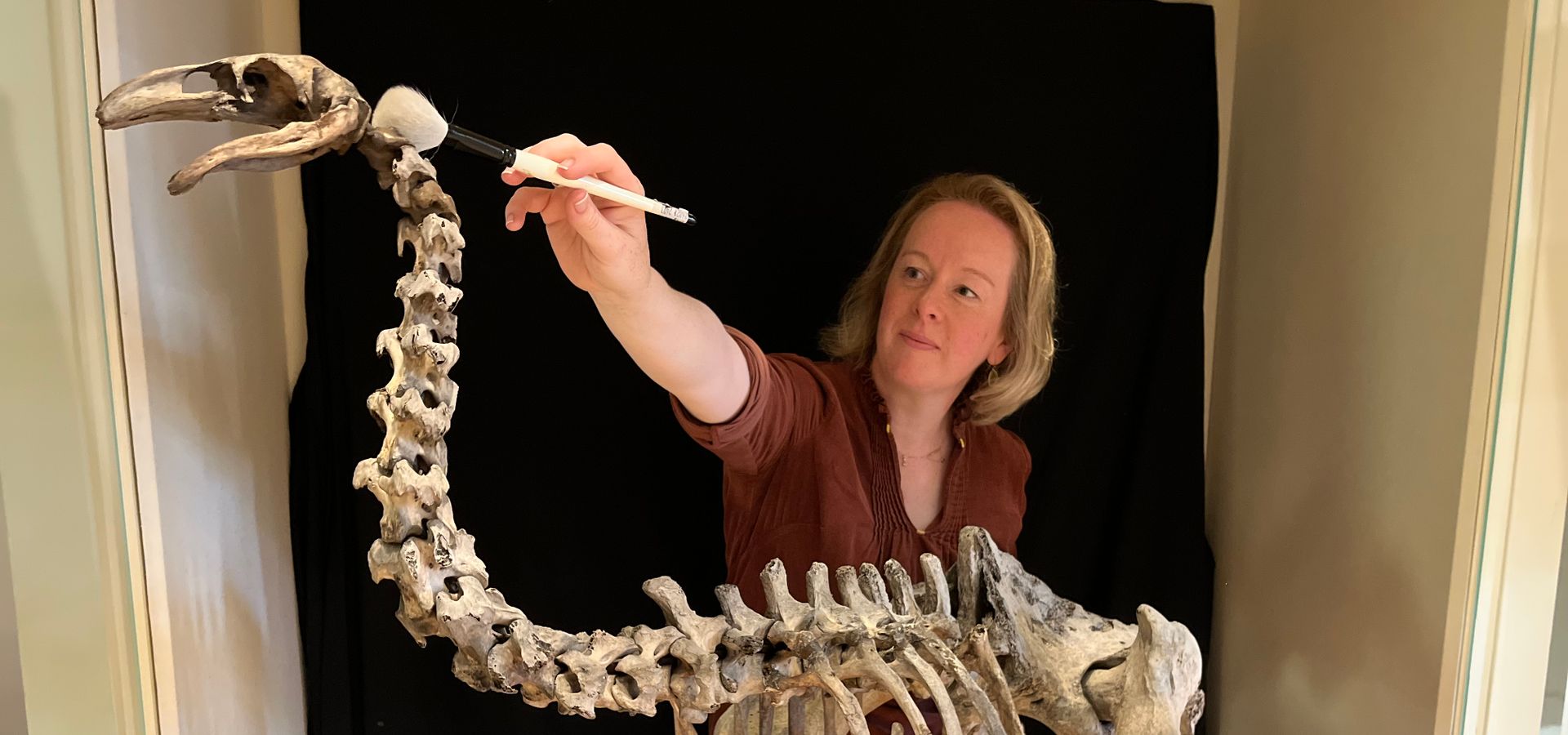 Avian skeleton being cleaned