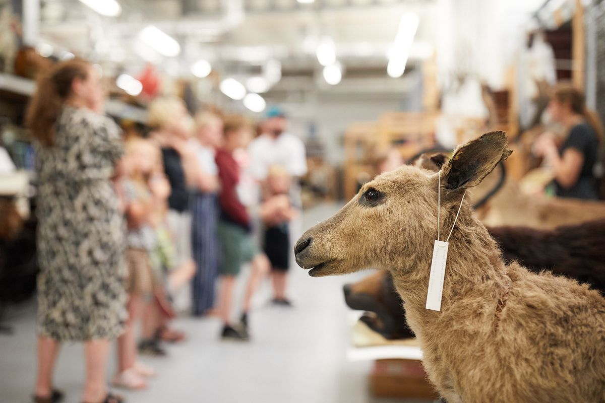 A close up of a taxidermy animal with a tour group behind
