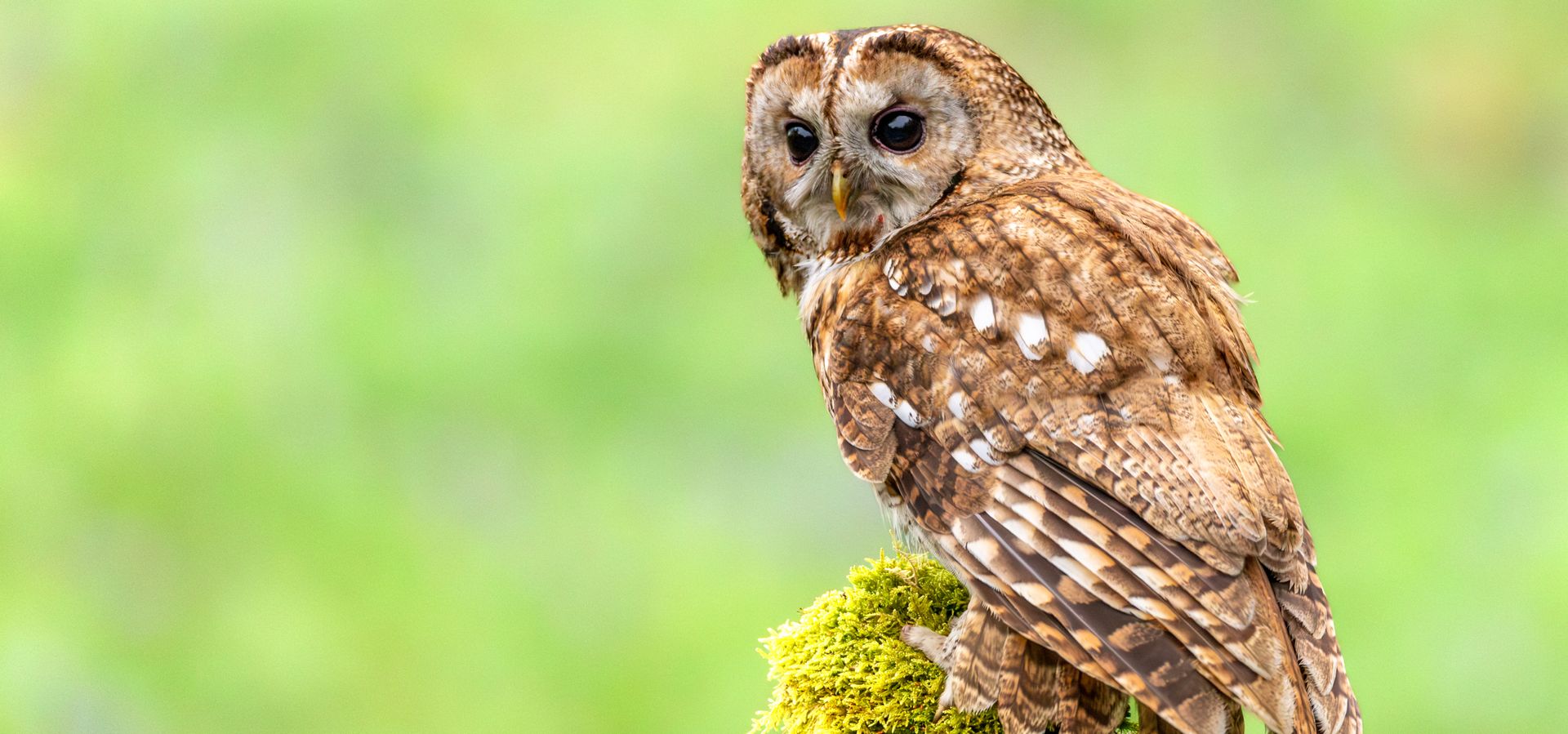 tawny owl