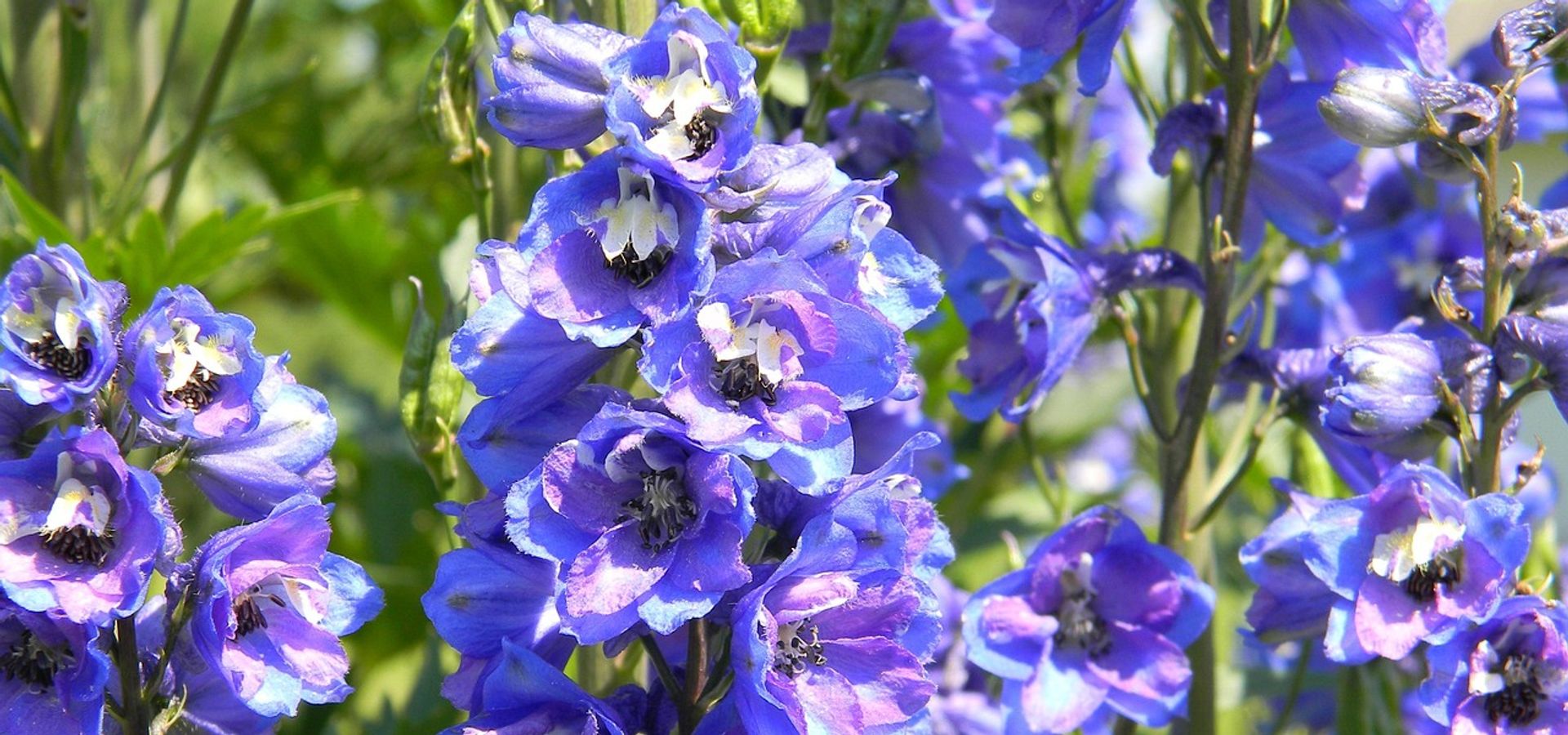 Image of purple delphiniums at Temple Newsam