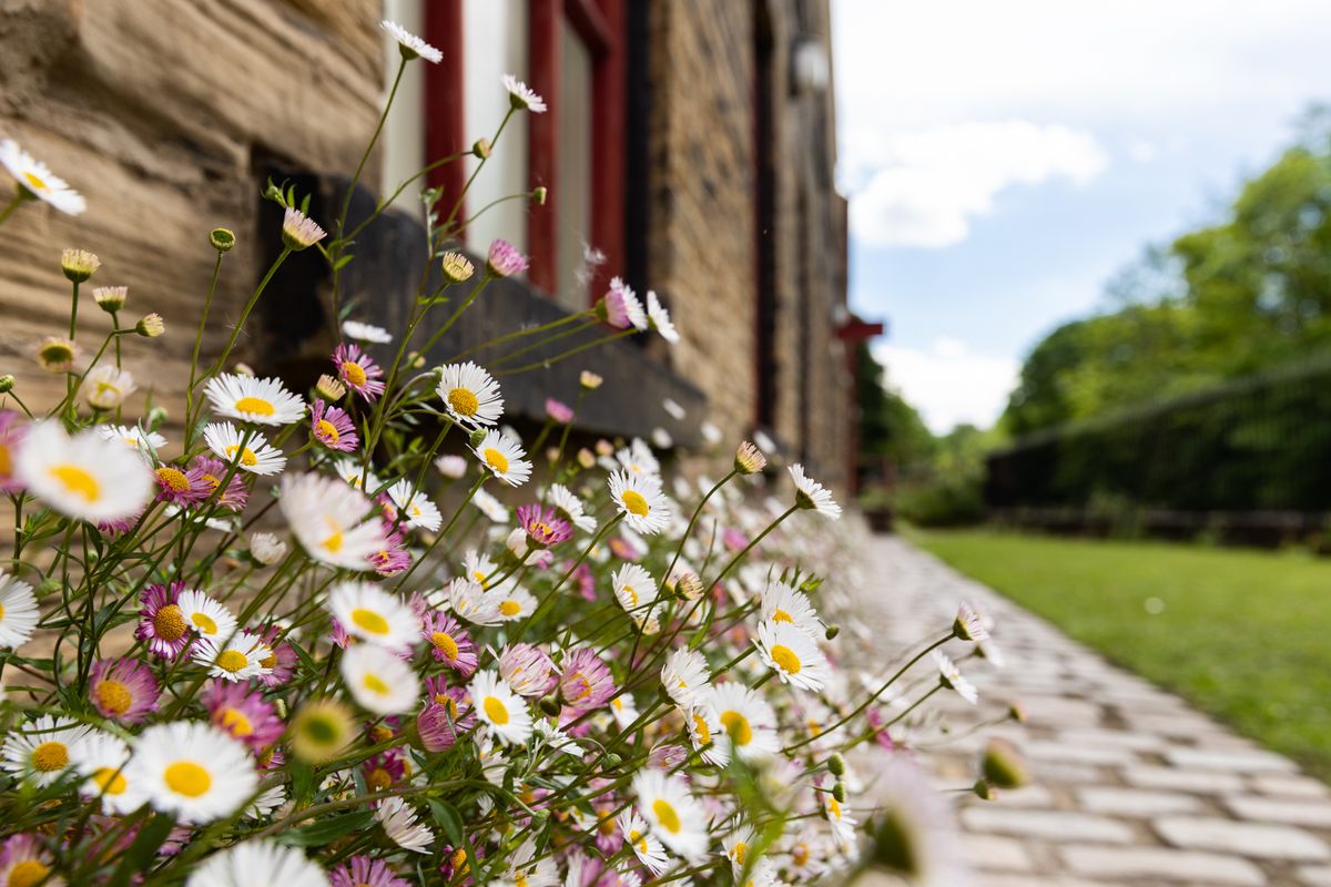 A close up of some flowers next to a building