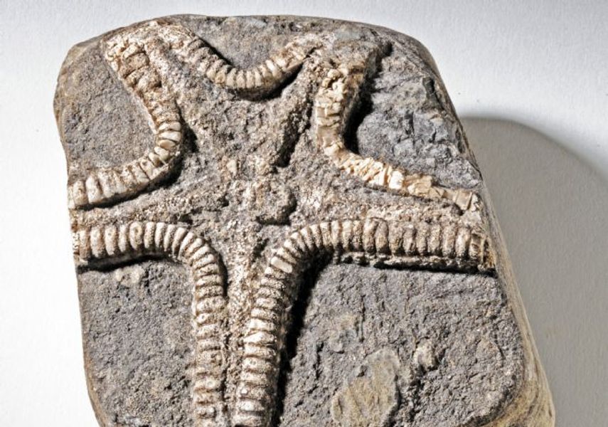 A sea creature fossil 