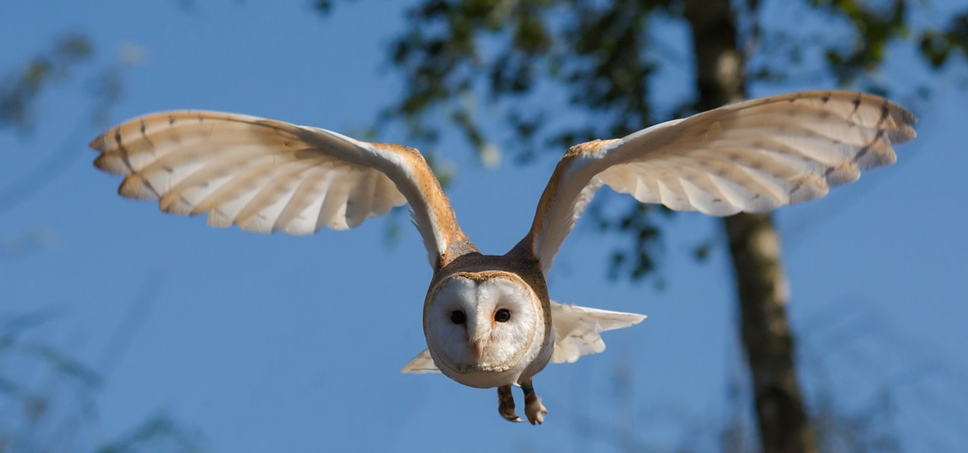 Barn owl in flight