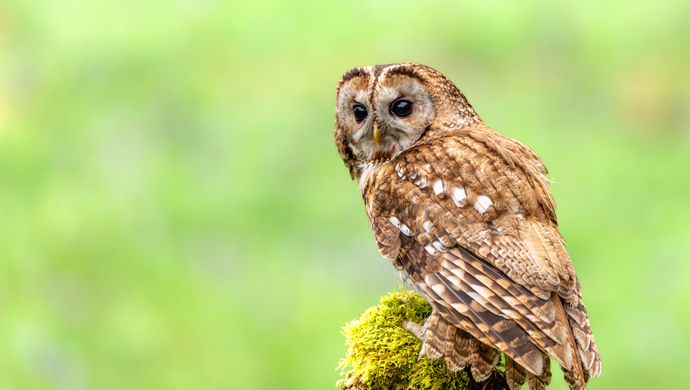 tawny owl