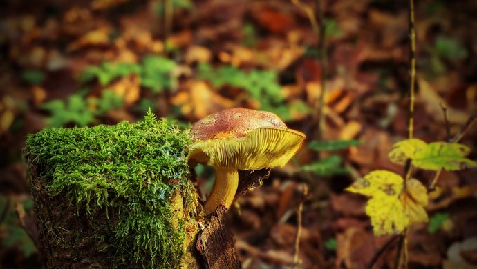 Mushrooms on a forest floor