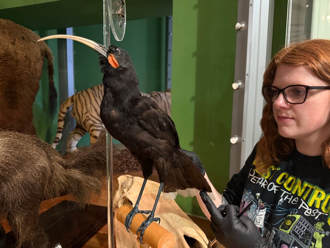 Curators Clare Brown and Sarah Burhouse (pictured) were on site at Leeds City Museum carrying out meticulous checks for dust and the types of tiny pests which can be harmful to vintage taxidermy, before undertaking a delicate clean of  the delicate tail feathers of the museum’s incredibly rare pair of Huia