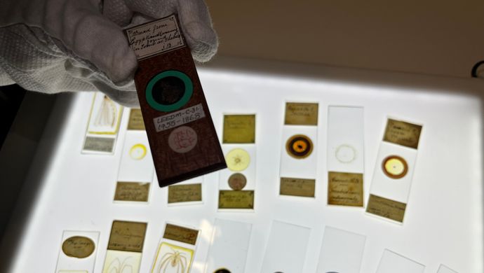 Microscope slides found in Leeds Discovery Centre, one containing a crumb of bread over 3,000 years old from a Egyptian tomb