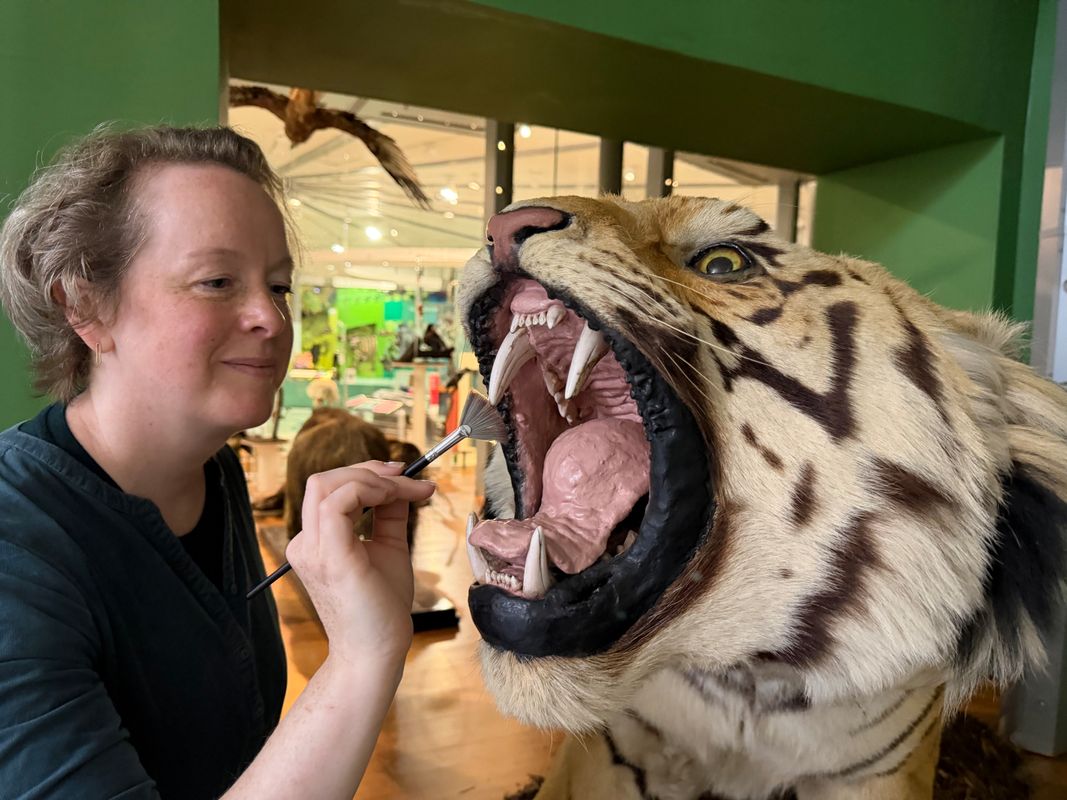 Curators Clare Brown (pictured) and Sarah Burhouse were on site at Leeds City Museum carrying out meticulous checks for dust and the types of tiny pests which can be harmful to vintage taxidermy, before undertaking a delicate clean of some unique and historically significant exhibits.