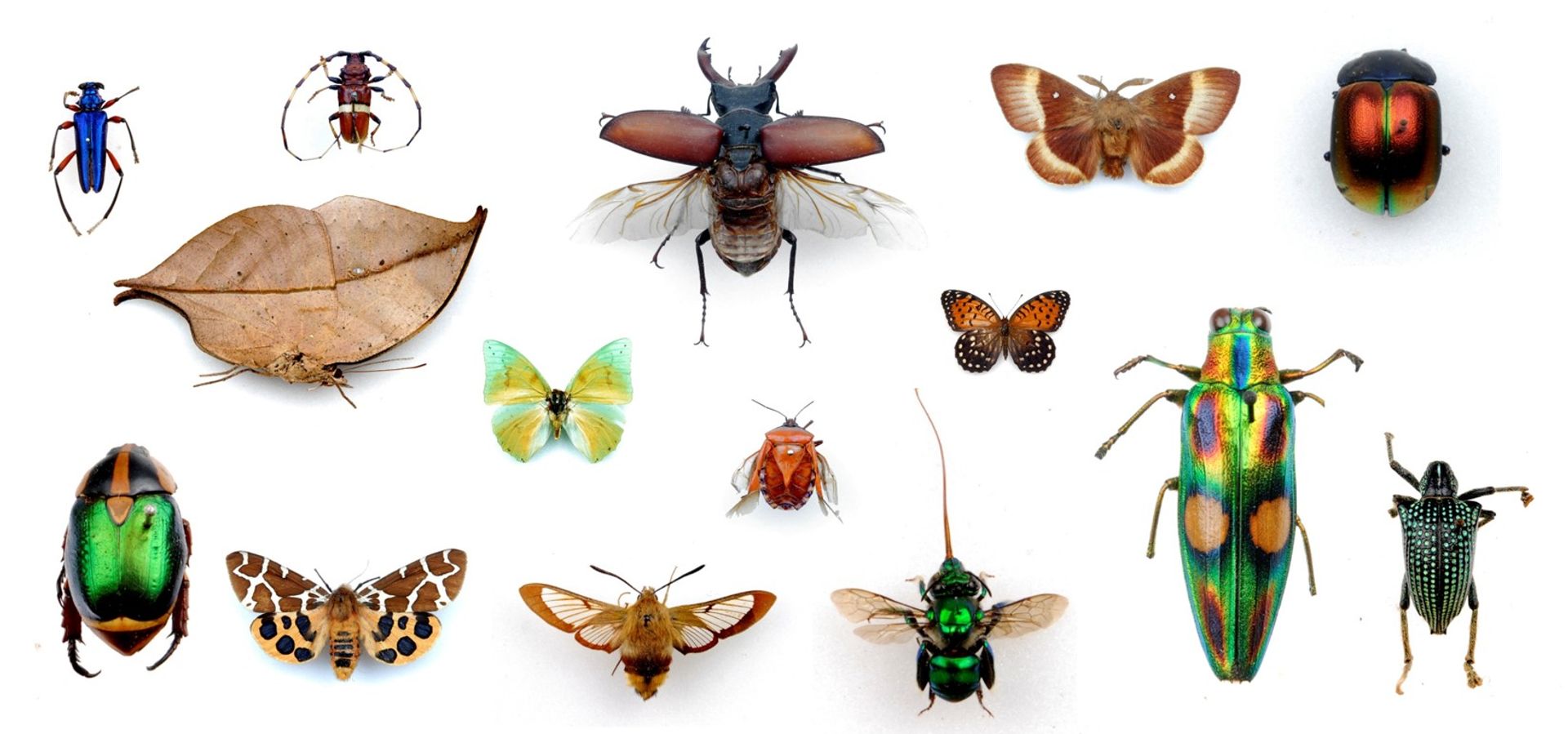 A macro image  of bugs from Leeds Dicsvoery Centre