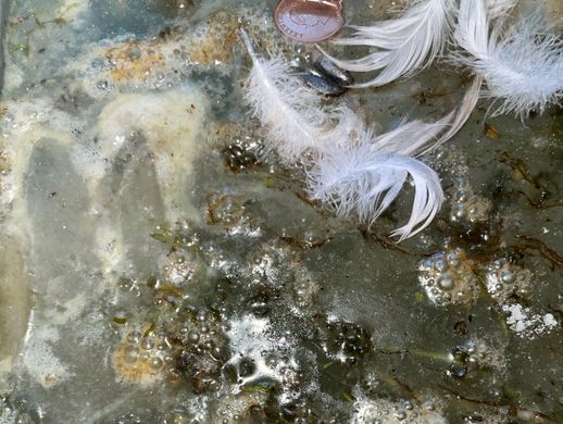 An object from a dredged lake, mottled, rotted and bloated with feathers and greenery stuck to it