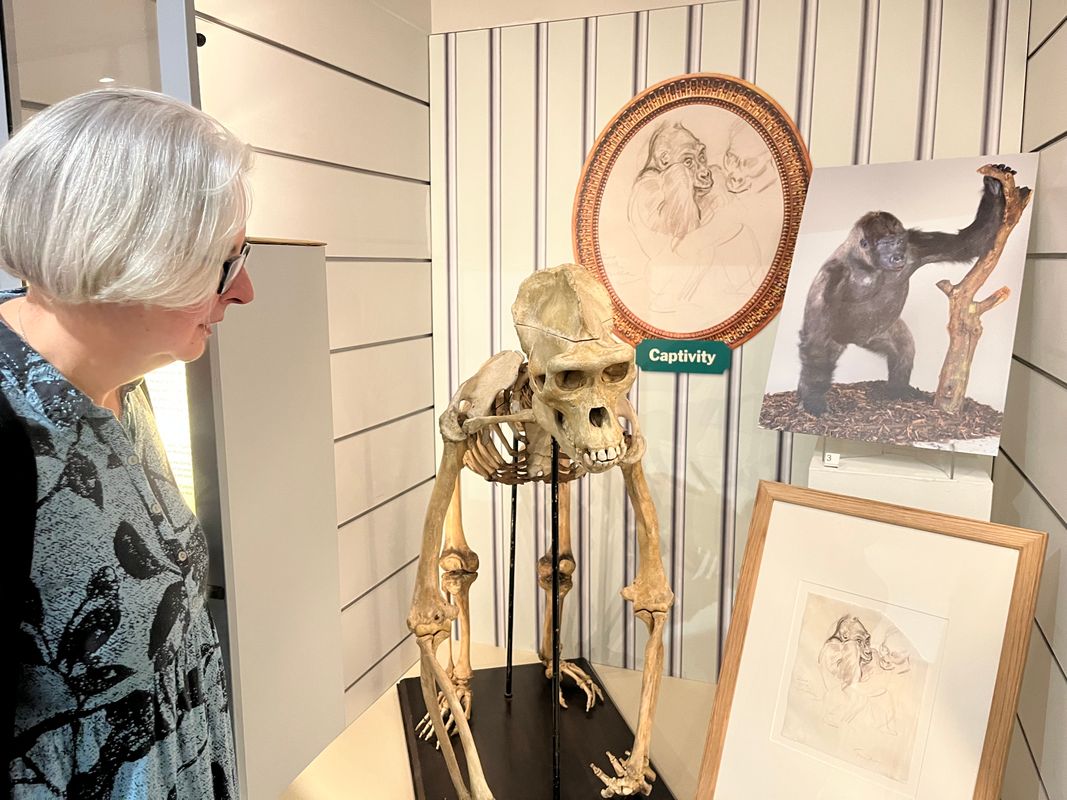 Curator Kitty Ross with the skeleton of Mok the gorilla, who in life was one half of a primate celebrity couple. Captured in Central Africa, Mok was originally put in a cage in the lobby of a Parisian hotel before being bought by London Zoo and shipped to the capital in 1932.