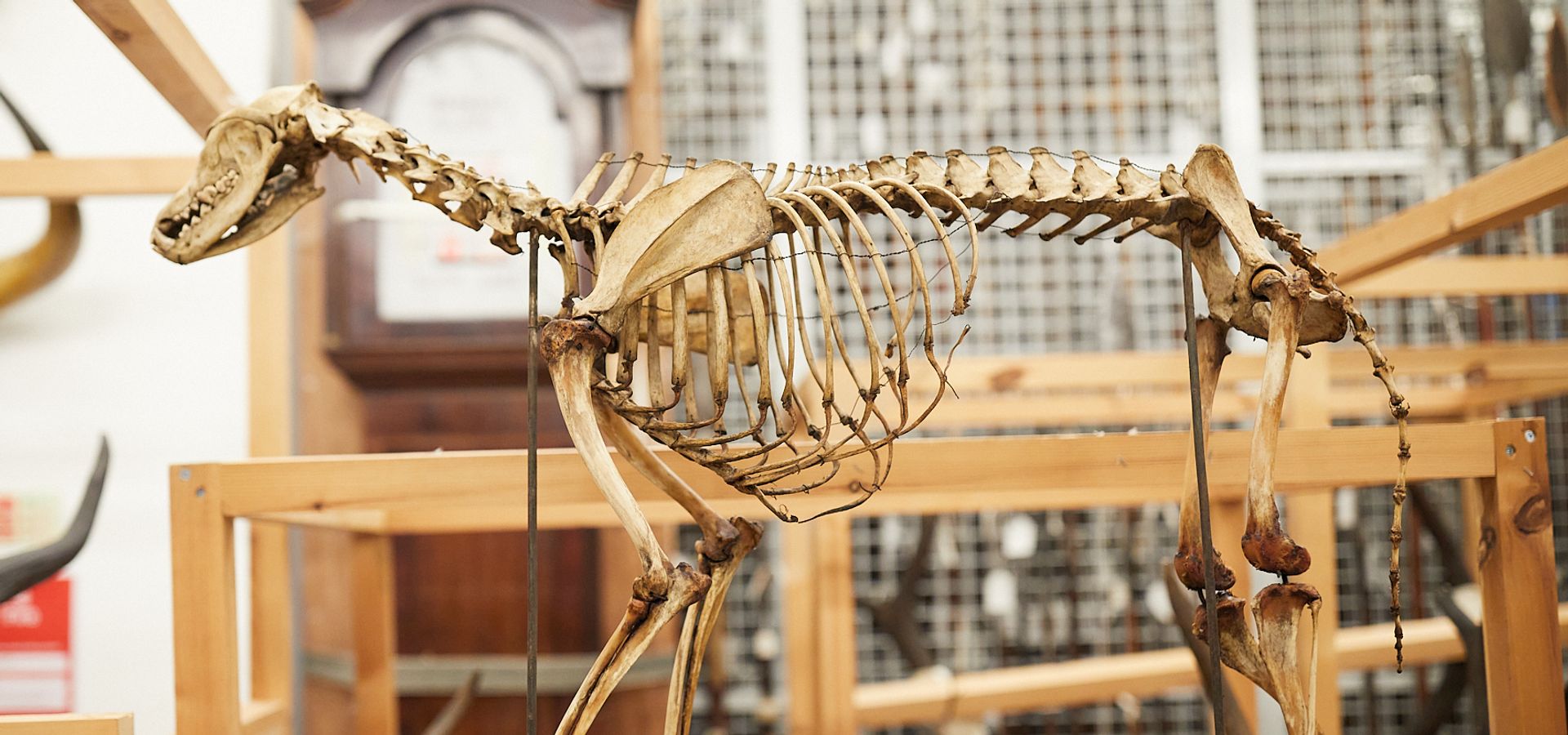A skeleton of a dog in a wooden frame