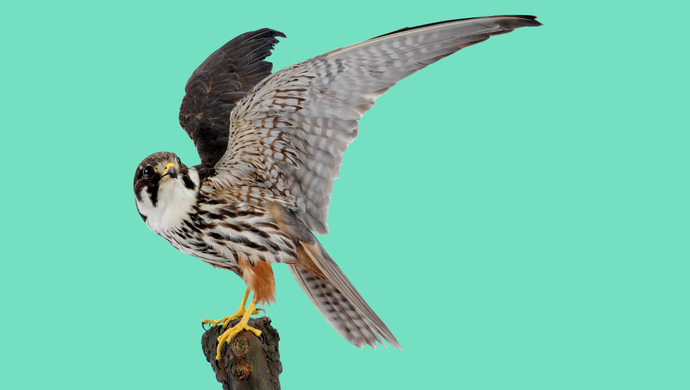 A taxidermy bird from Leeds Museums and Galleries collection on a perch, with a turquoise background