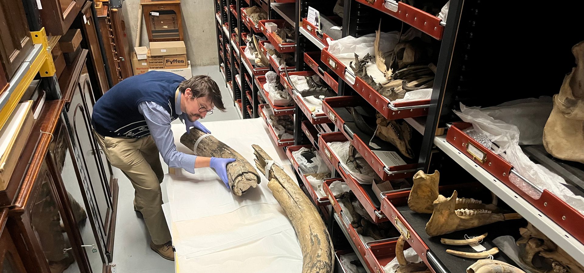 A workshop facilitator stood with a mammoth tusk in a large drawer