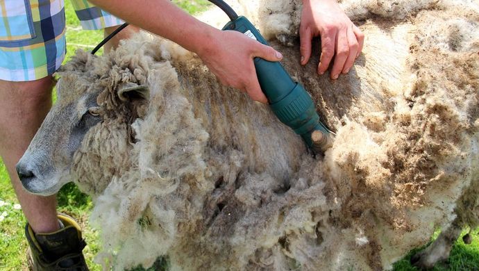 Sheep being sheared by a green machine 