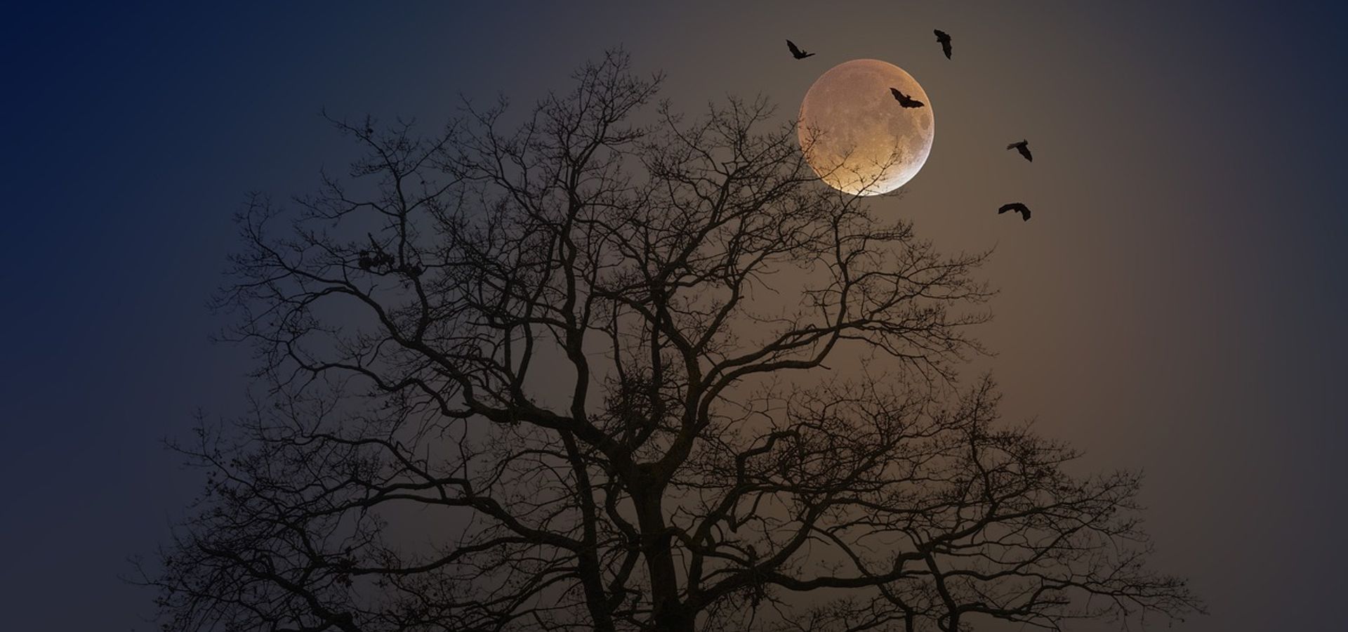Bats flying in the dark around the moon