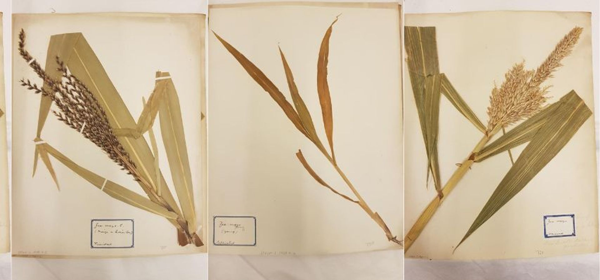 Images of maize