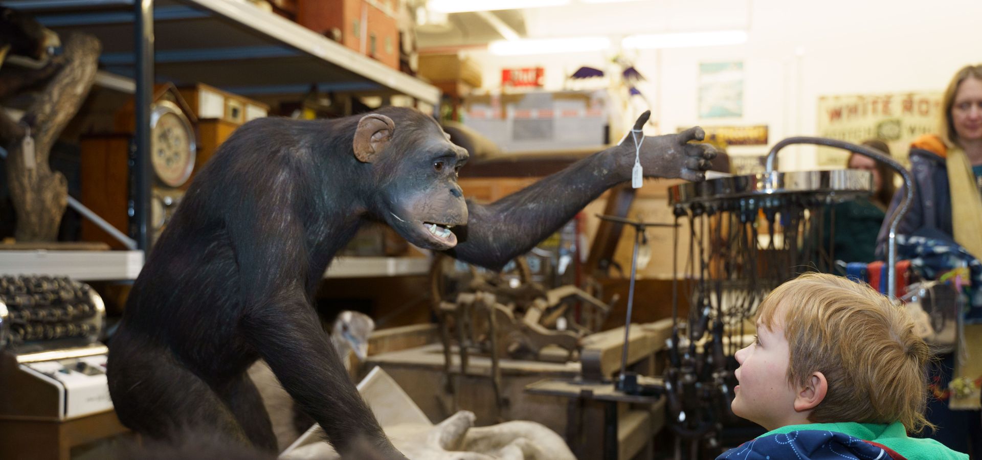 A child looking at a taxidermy chimpanzee
