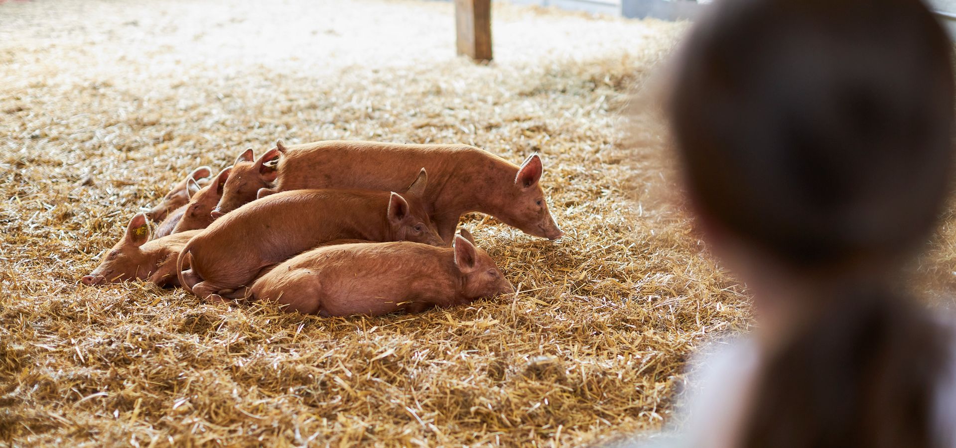 A person looking at a pig and piglets across a fence