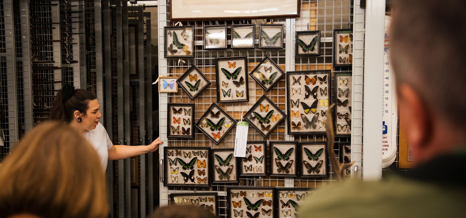 A curator looking at a display wall with framed butterflies